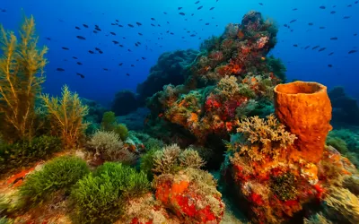 Resif Dalış Alanı (Köpekbalığı Taşları)